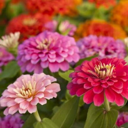 indian flower seeds online Buy Zinnia Liliput Mixed Flower seeds online India