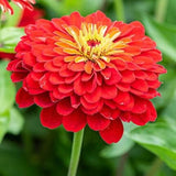 Zinnia Flower Seeds Scarlet Flame — Crisp, Organic seed pack | Native Indian Organics | Close-up of a bright red flower with a yellow center against a blurred green background