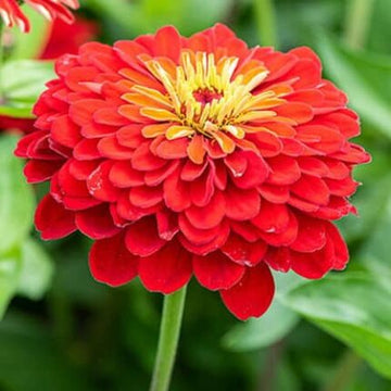 Zinnia Flower Seeds Scarlet Flame — Crisp, Organic seed pack | Native Indian Organics | Close-up of a bright red flower with a yellow center against a blurred green background