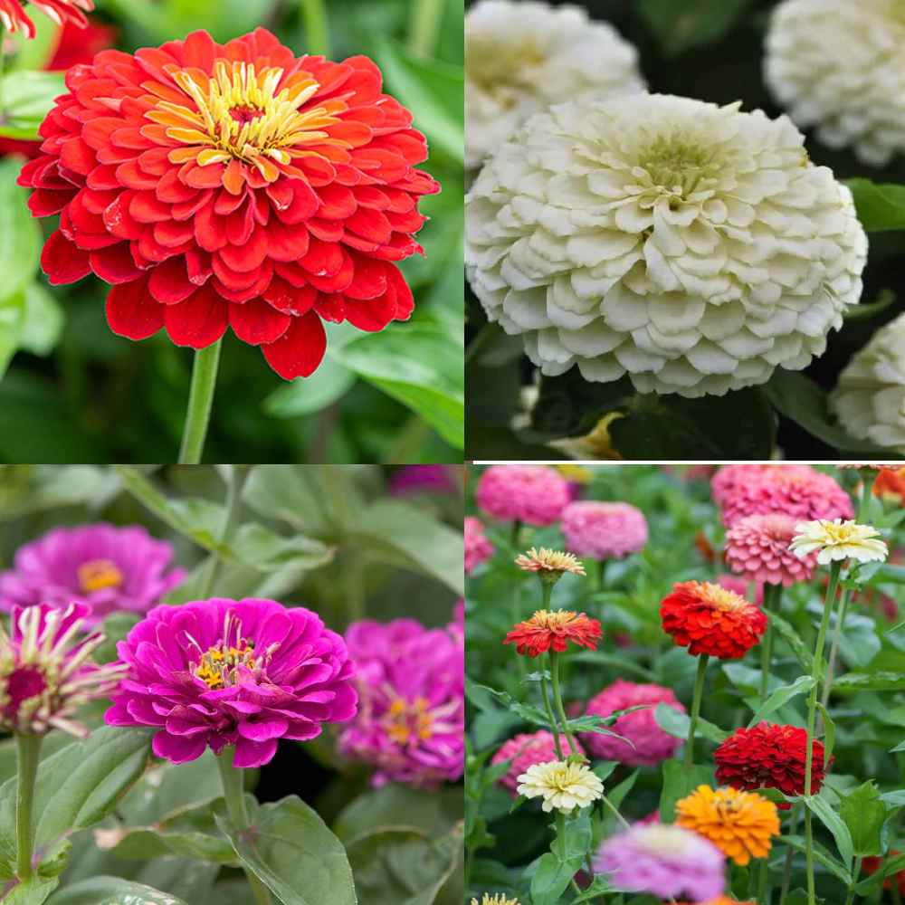 Zinnia Flower Seeds Combo of 4 Separate Color Packs