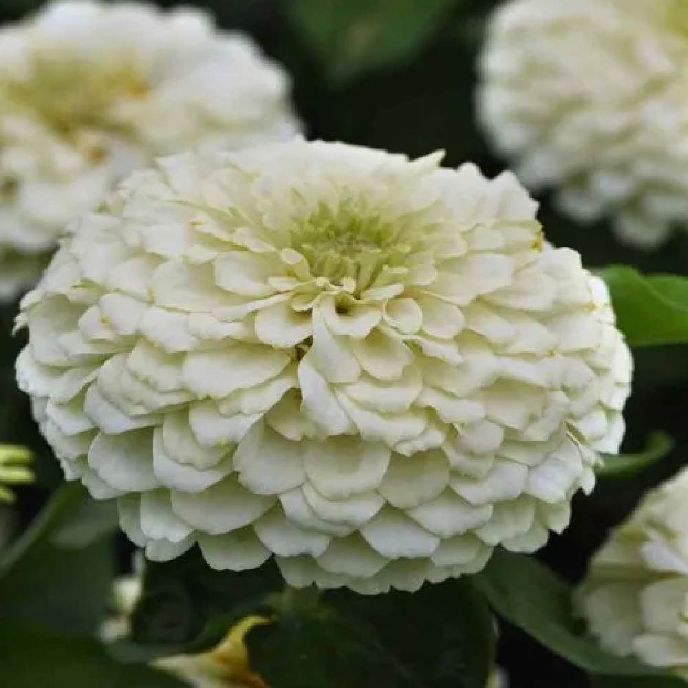 Zinnia White Flower seeds
