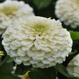 Zinnia White Flower seeds
