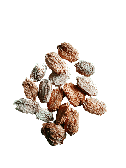 bitter gourd seeds