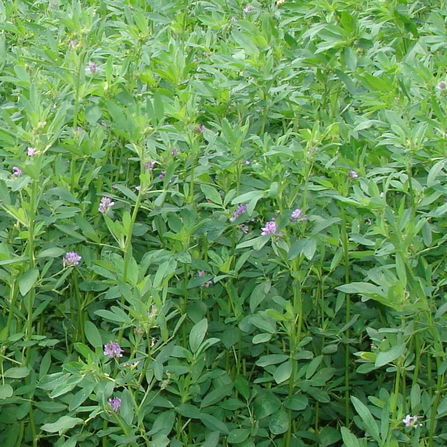 alfalfa fodder seeds
