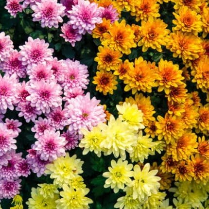 chrysanthemum flower seeds mix