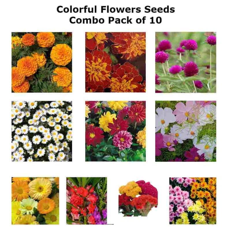 flower seeds combo pack of 10