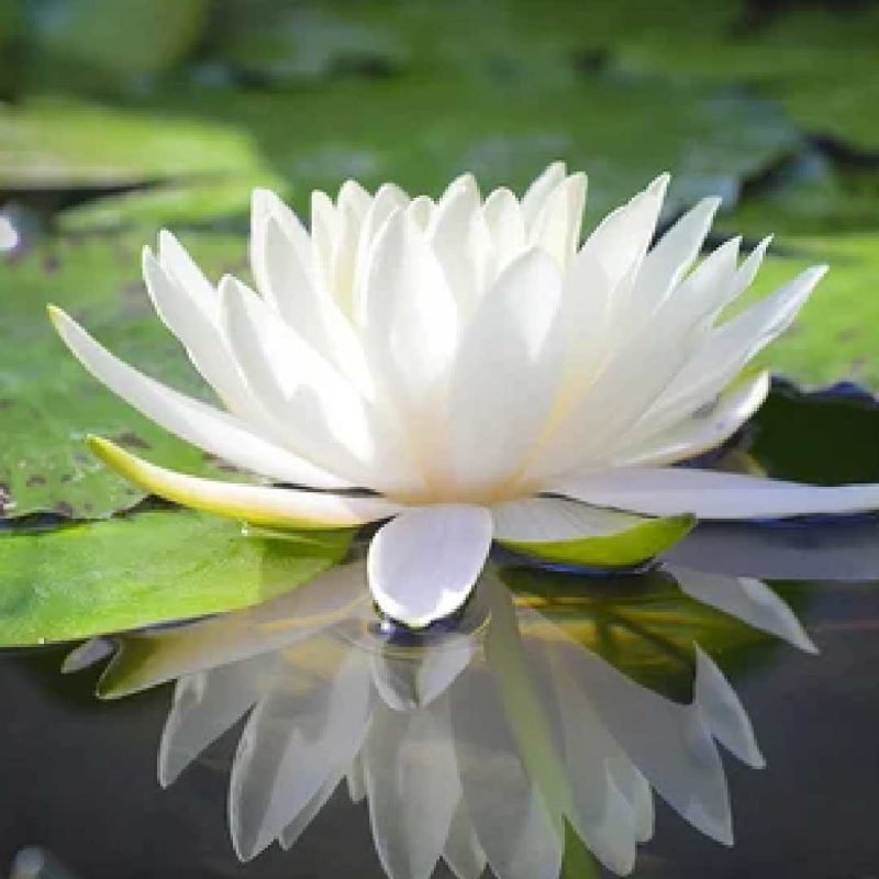 white lotus seeds online