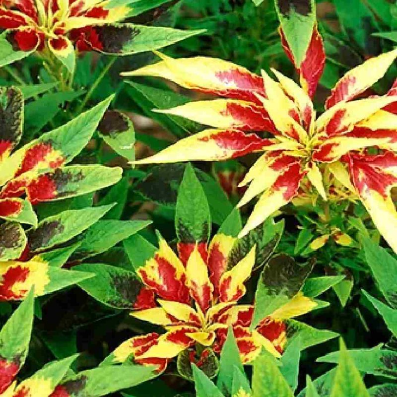 amaranthus tricolor molten fire