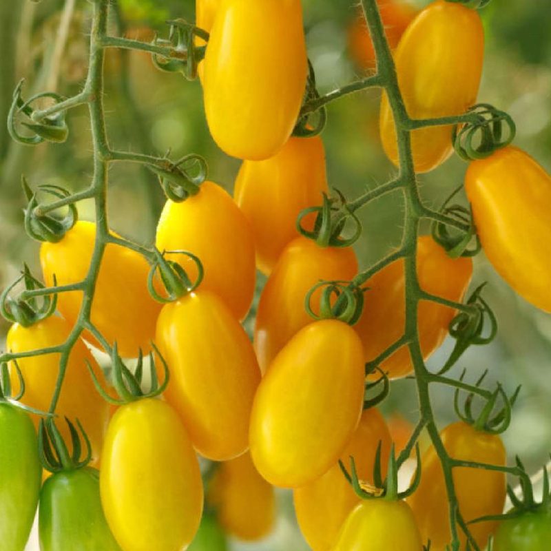 yellow grapes tomato