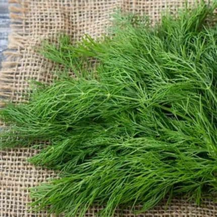 dill herb seeds