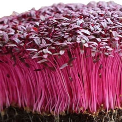 red amaranth microgreens seeds