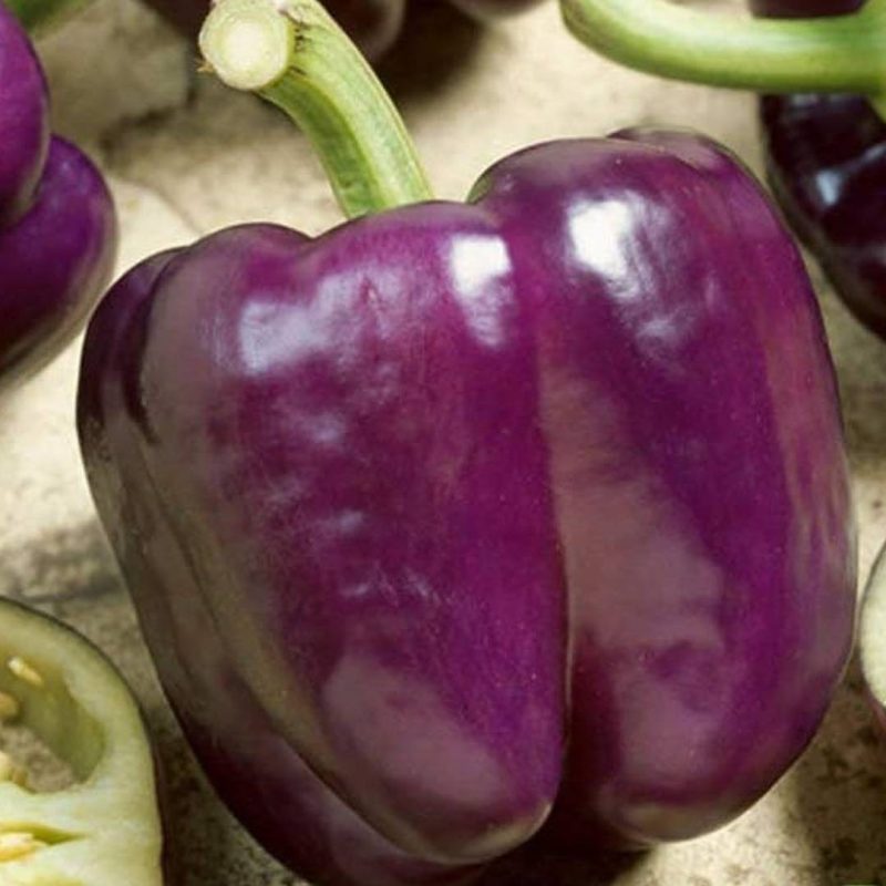 capsicum purple seeds