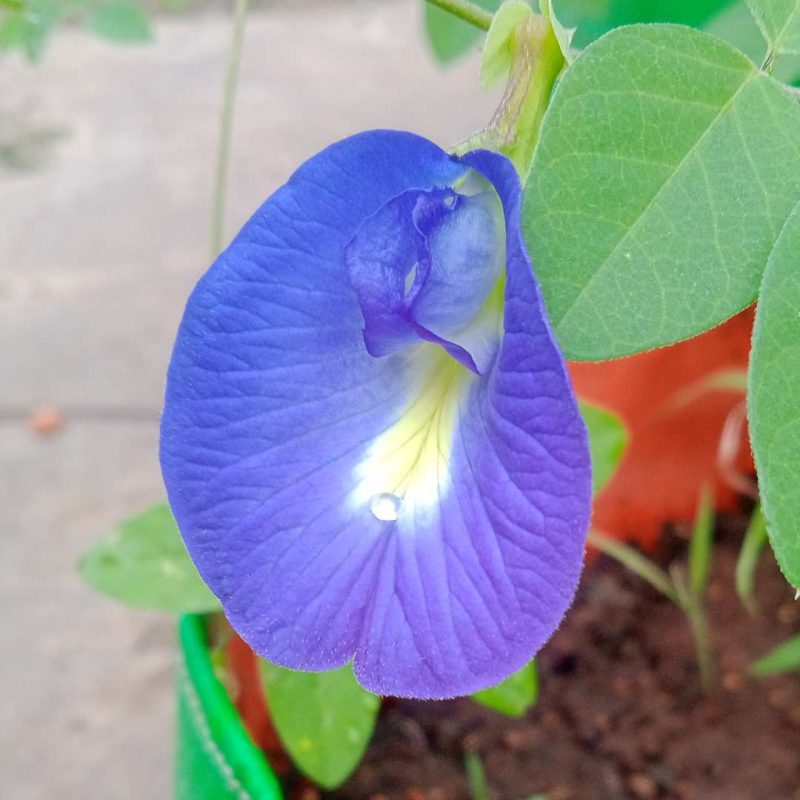 Clitoria Ternatea blue seeds