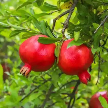 pomegranate seeds