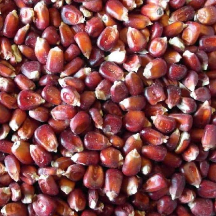 red corn seeds