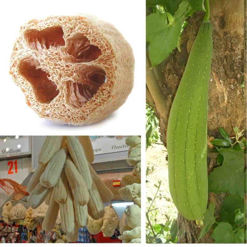 Sponge Gourd Seeds