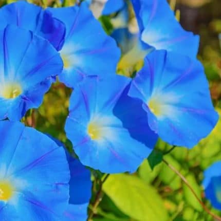 morning glory seeds